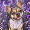 frenchie_blue